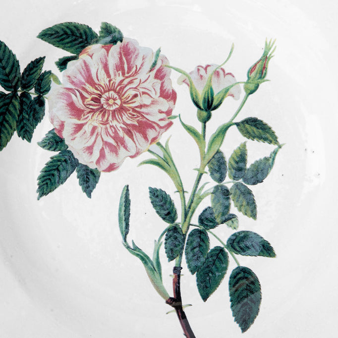 Ceramic white plate with maple rose close up